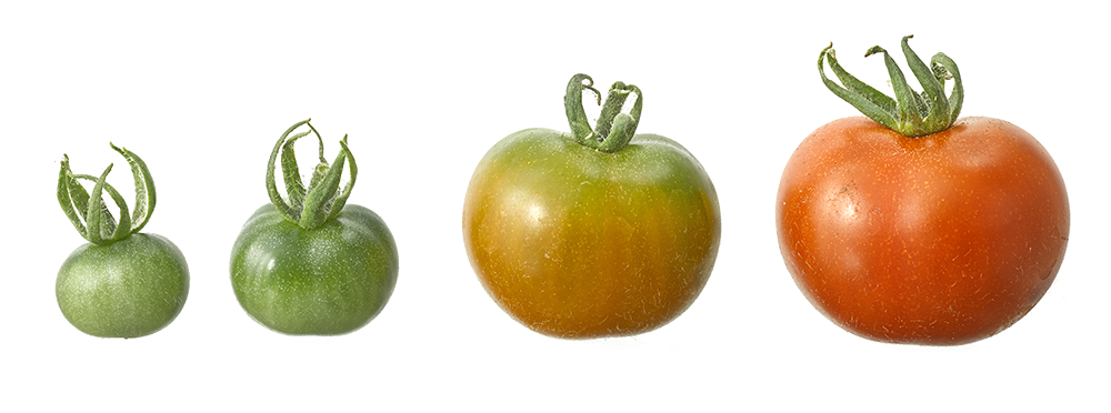 Step by step tomato growth. Photography by Gary Ombler for DK.