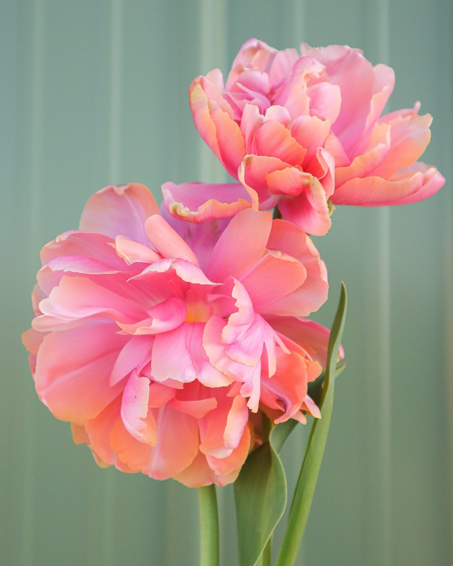 One third of the heads of this tulip variety have bent necks that take a u-turn and face the ground. Another third spontaneously decapitate themselves if you even dare to breathe in their presence. The last third look like this and angels sing.