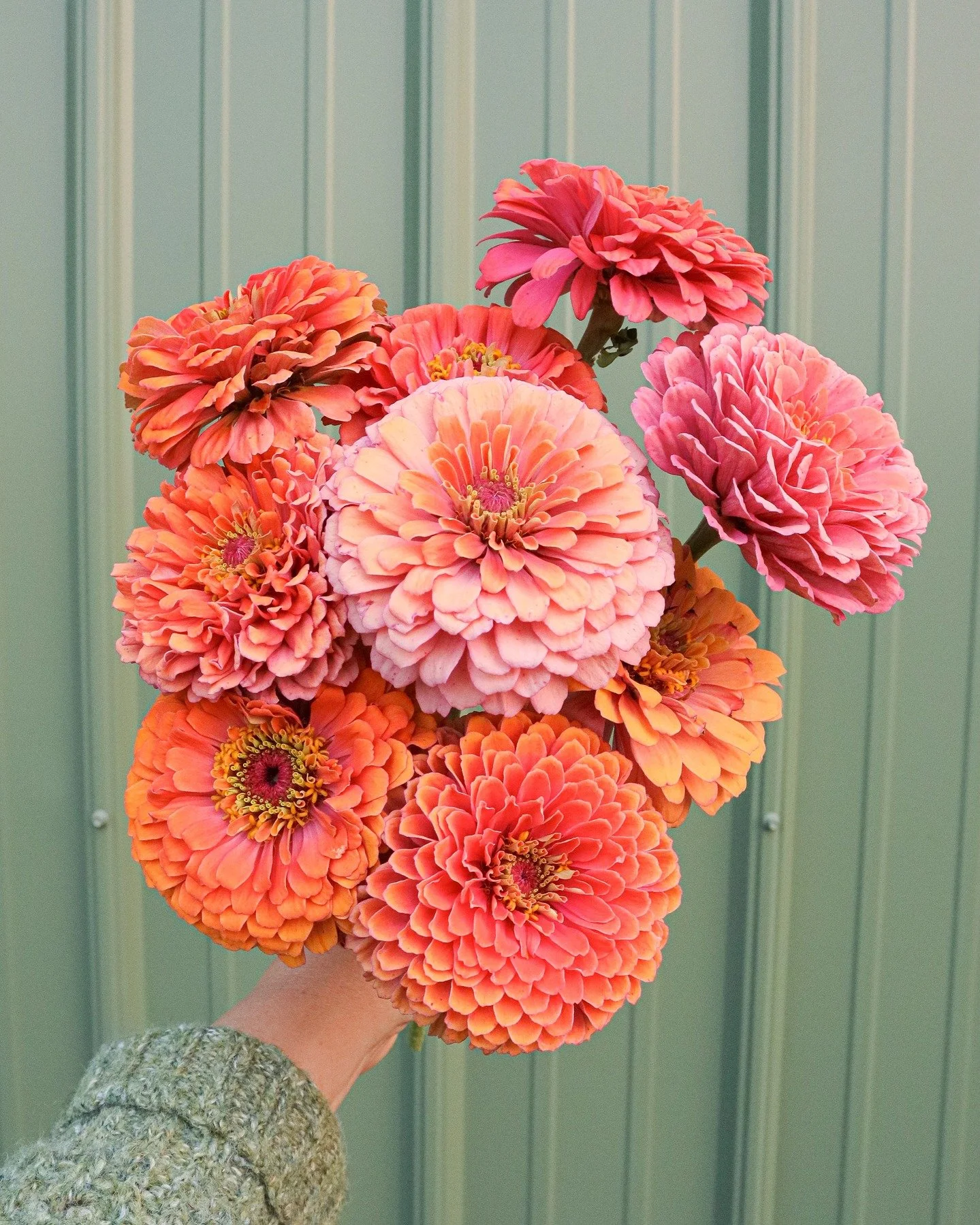 Current obsession: @johnnys_seeds Aurora zinnias. Perfectly named because I swear they glow through golden hour like nothing else. Current frustration: that I didn't grow more.