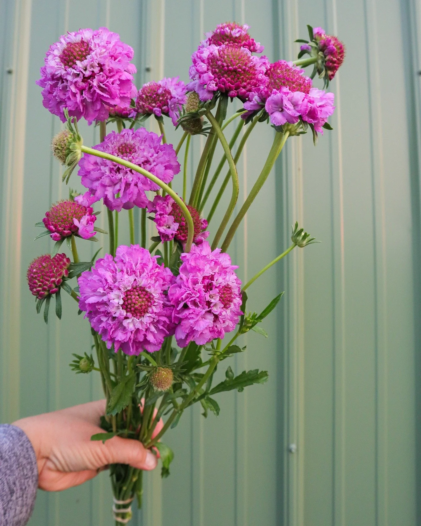Scabiosa Appreciation post. The Scoop series is where it's at, but perennial Fama is definitely keeping up and making it a close race.