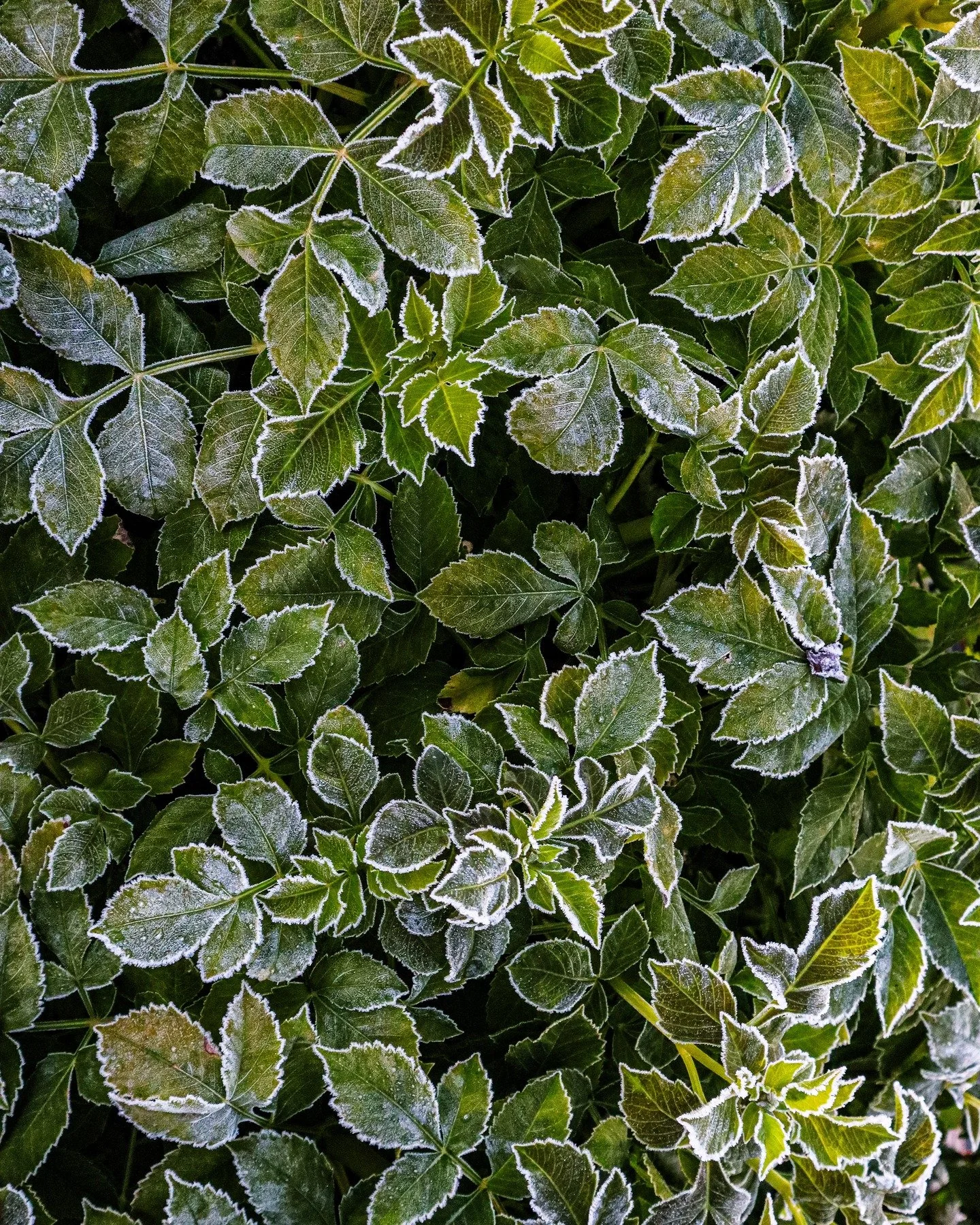 No matter how organized or in control you think you are in the garden, Mother Nature is quick to remind you she's the one in charge. She calls the shots. And while she sent a pretty little killing frost this morning, she's been working to this end fo