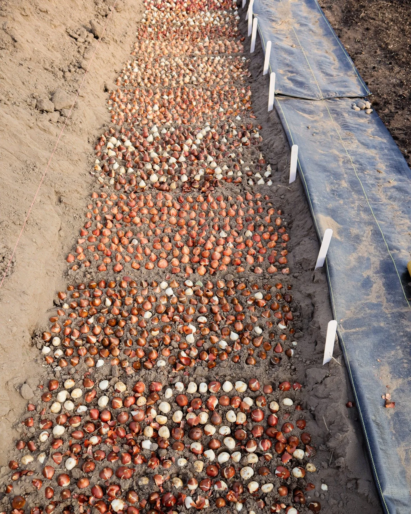 The obligatory tulip planting shots. And now we hibernate!