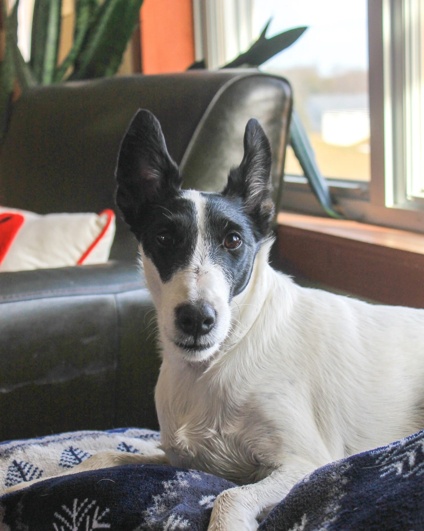 Our girl (and Lucky Clover Flower's namesake) turned double digits today! We celebrated throughout the day, but started it out with her favorite: a digestive biscuit dunked in milky tea. She will not eat them dry -- she insists they MUST be dunked! A