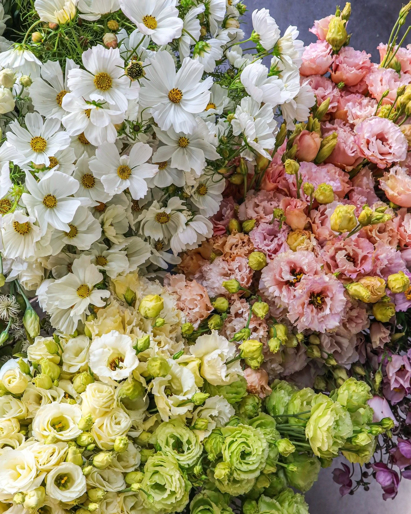 Beauty that made its way to @bloomfloraldesign yesterday.