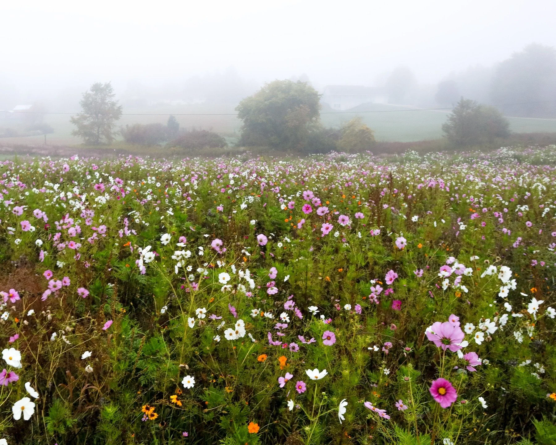 Some dreamy shots from the pollinator habitat yesterday morning.