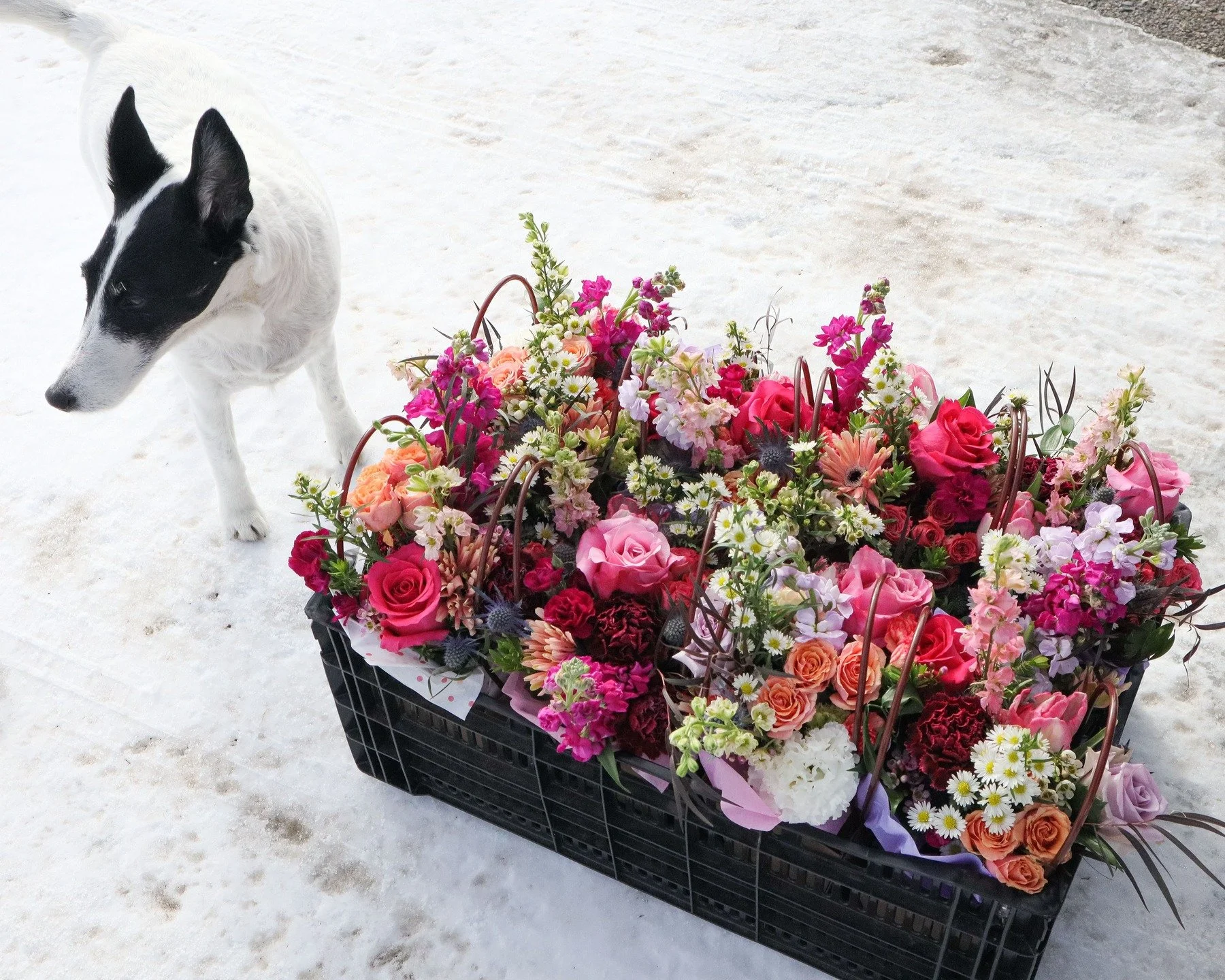 Clover supervising the loading of the last delivery earlier this morning. A huge thank you to everyone who purchased our Valentine offerings this year. ❤️ What a thrill it was to meet so many of you during my deliveries! My heart is warm and full!
