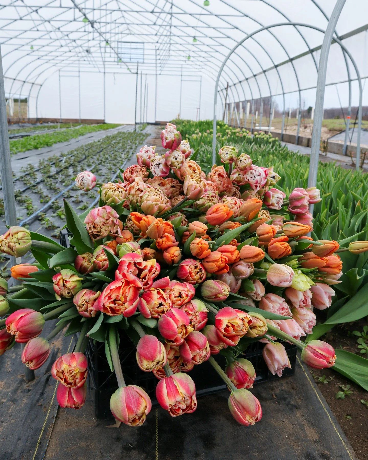 April Showers bring Local Flowers and the first bunches of 2026 have made their way to @freshcoastmarket. For your scrolling pleasure, here are some moments from Monday evening's tulip harvest.