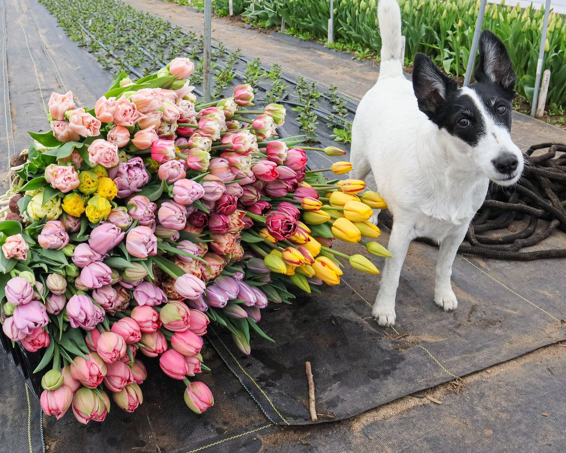 Tulip Inspector, Vole Killer, and all around Bestest Girl. Lucky Clover Flowers' employee of the month: Clover.