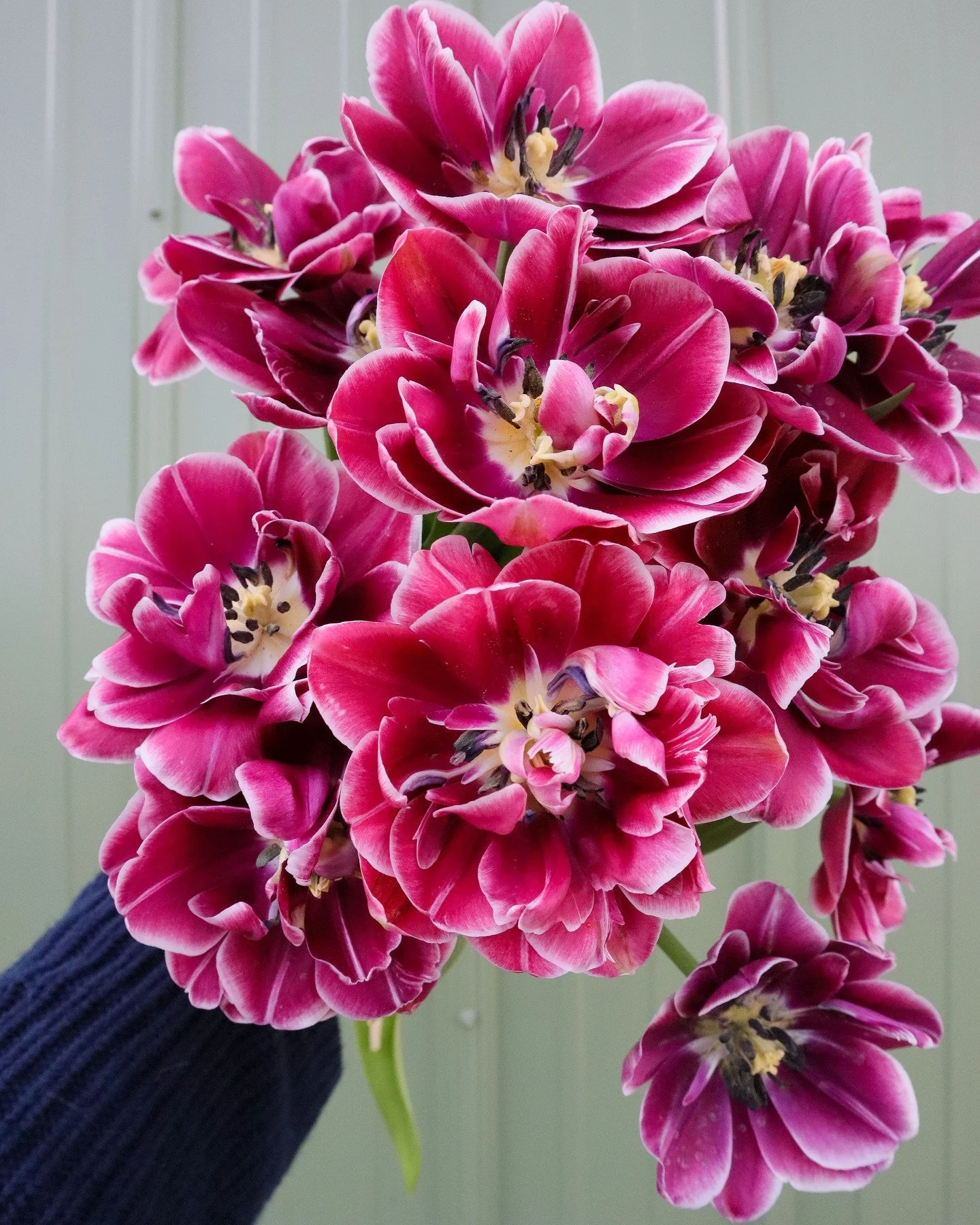 Just a random happy little tulip pic for your Sunday scroll.