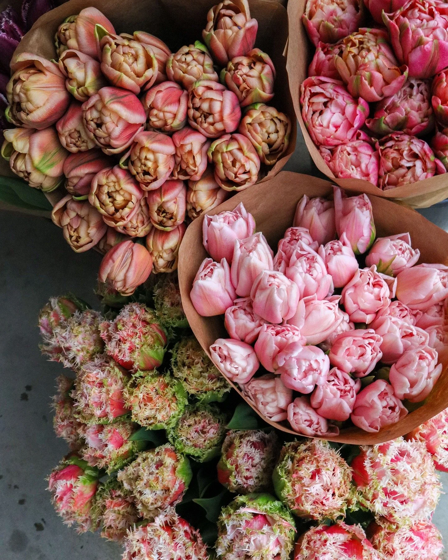 A glimpse of a gorgeous order that went out yesterday. The demand for tulips this season has taken my breath away, but when you see so many beautiful varieties grouped together like this, it's so easy to understand why everybody wants them.