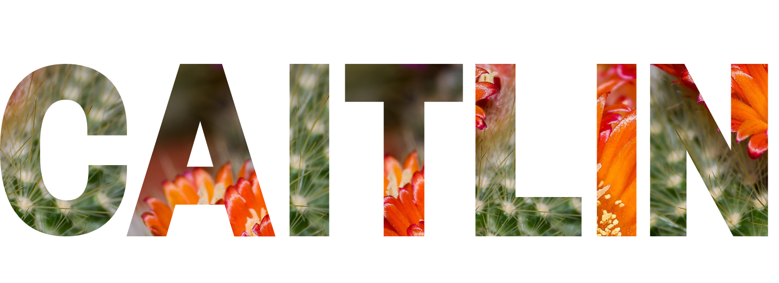 Untitled design (2).png