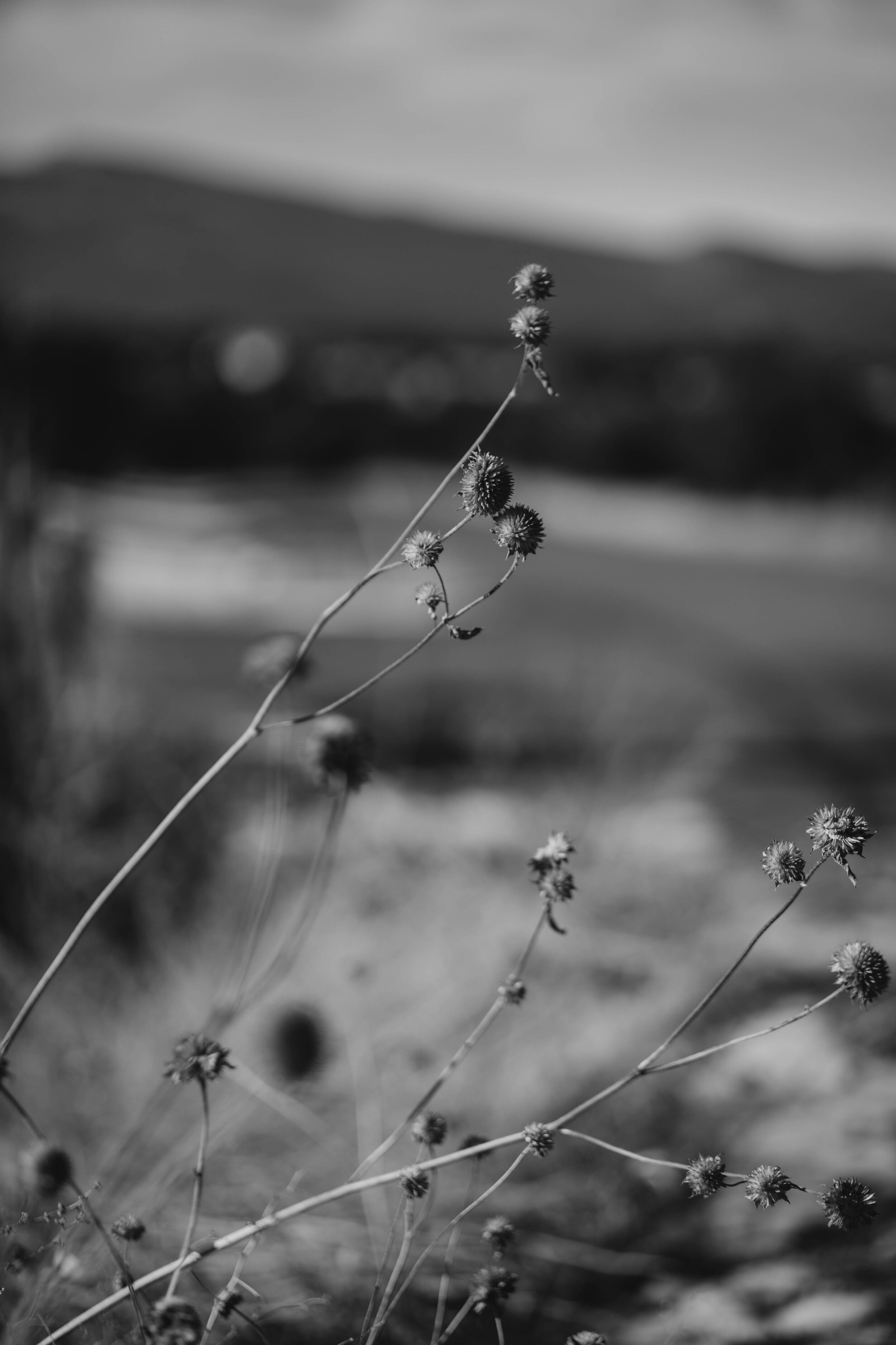 New Years Wedding at Nature Point in Albuquerque New Mexico