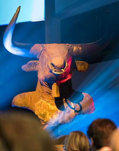 Stier_WEB.jpg