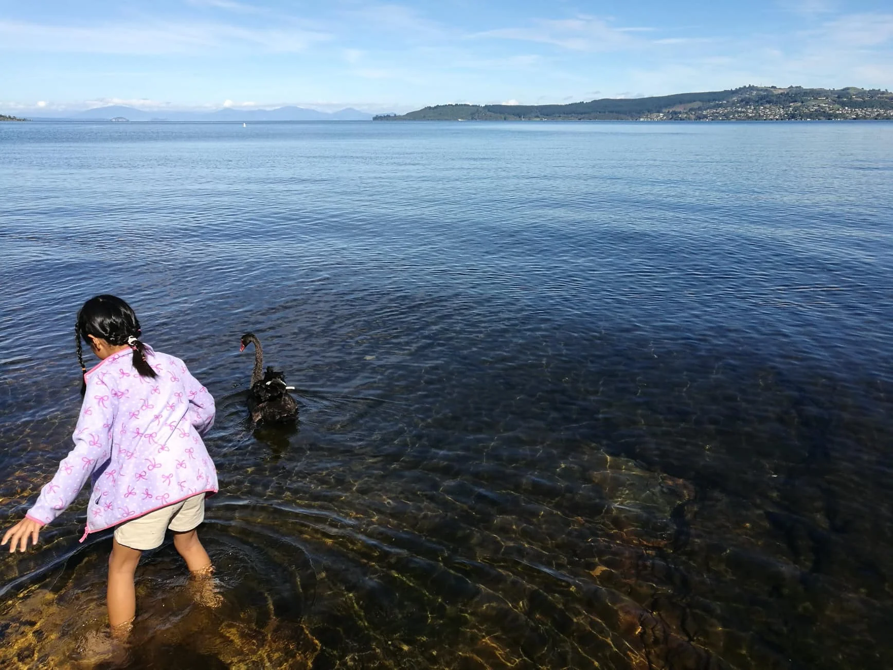 Lake Taupo, Shino and the swan by Jesse Whitehead of Ryukyucam