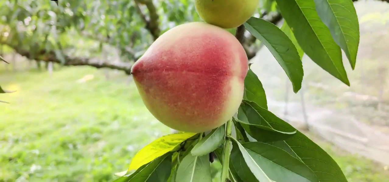 Guide to Taiwan’s Fruits, Fruits Picking, and Leisure Farms — Why Wendy