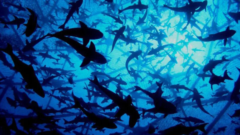 Momentum for Aquaculture Growing on Capitol Hill with Introduction of New Bill