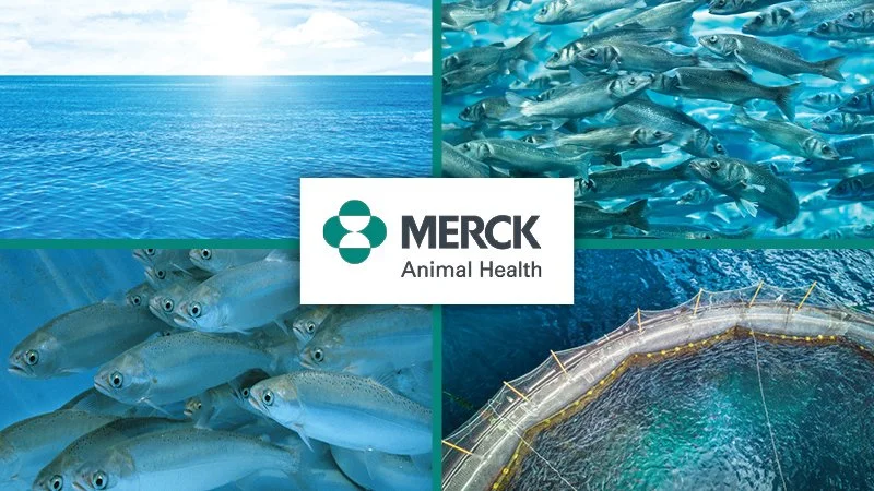 Technological Innovations Make Seafood Production More Sustainable