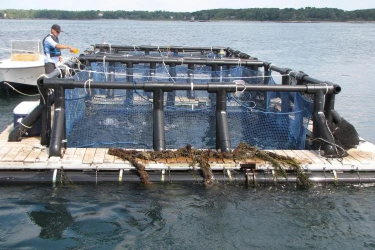 Stronger America Through Seafood Urges Congress to Support $25 Million in Funding for the National Marine Fisheries Service’s Aquaculture Office