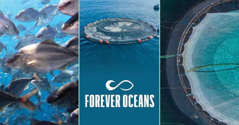 Interview with Industry Leader Forever Oceans on their Sustainable Aquaculture Operations