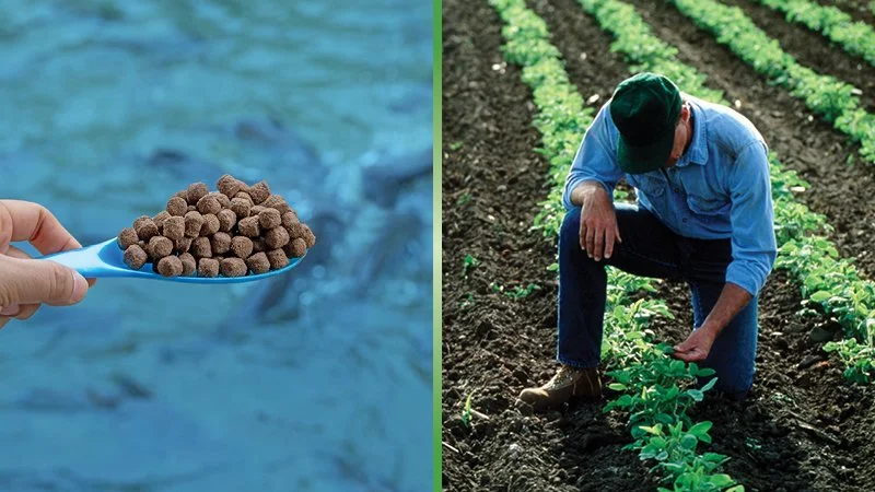 Aquaculture Expansion Will Create a New Market for America’s Soybean Farmers