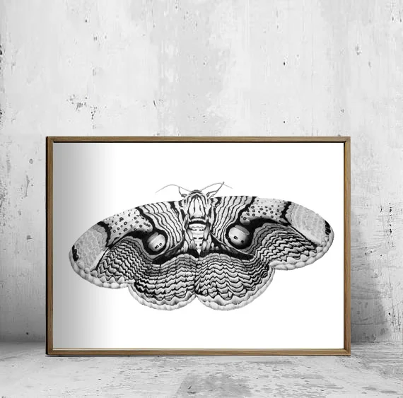Brahmin Moth FRAMED.jpg