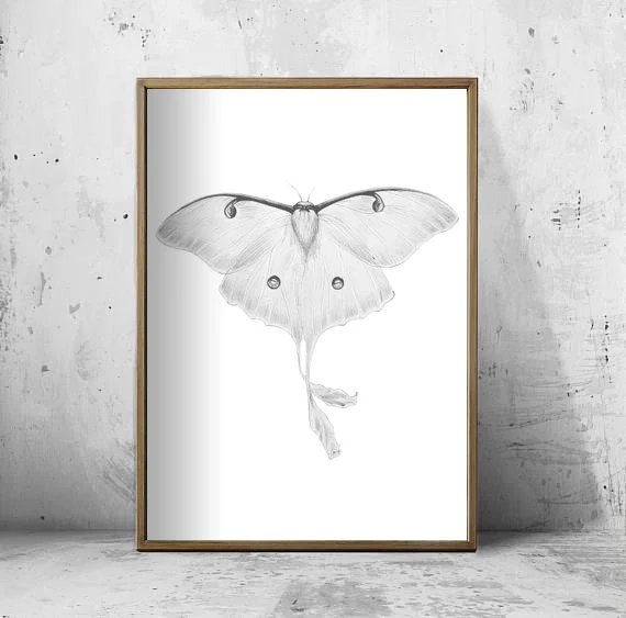 Luna Moth FRAMED.jpg