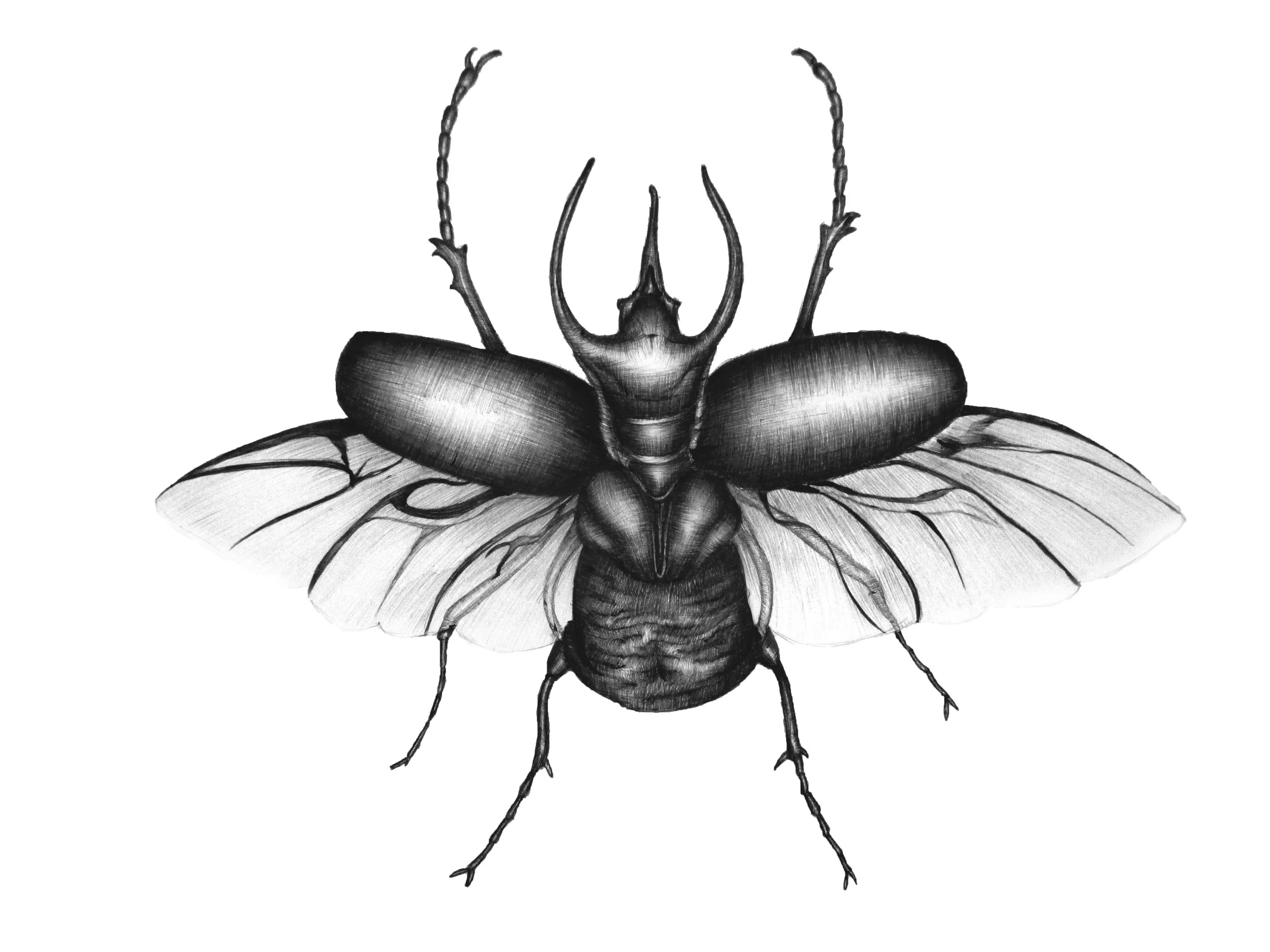 91 ORIGINAL beetle wings.jpg