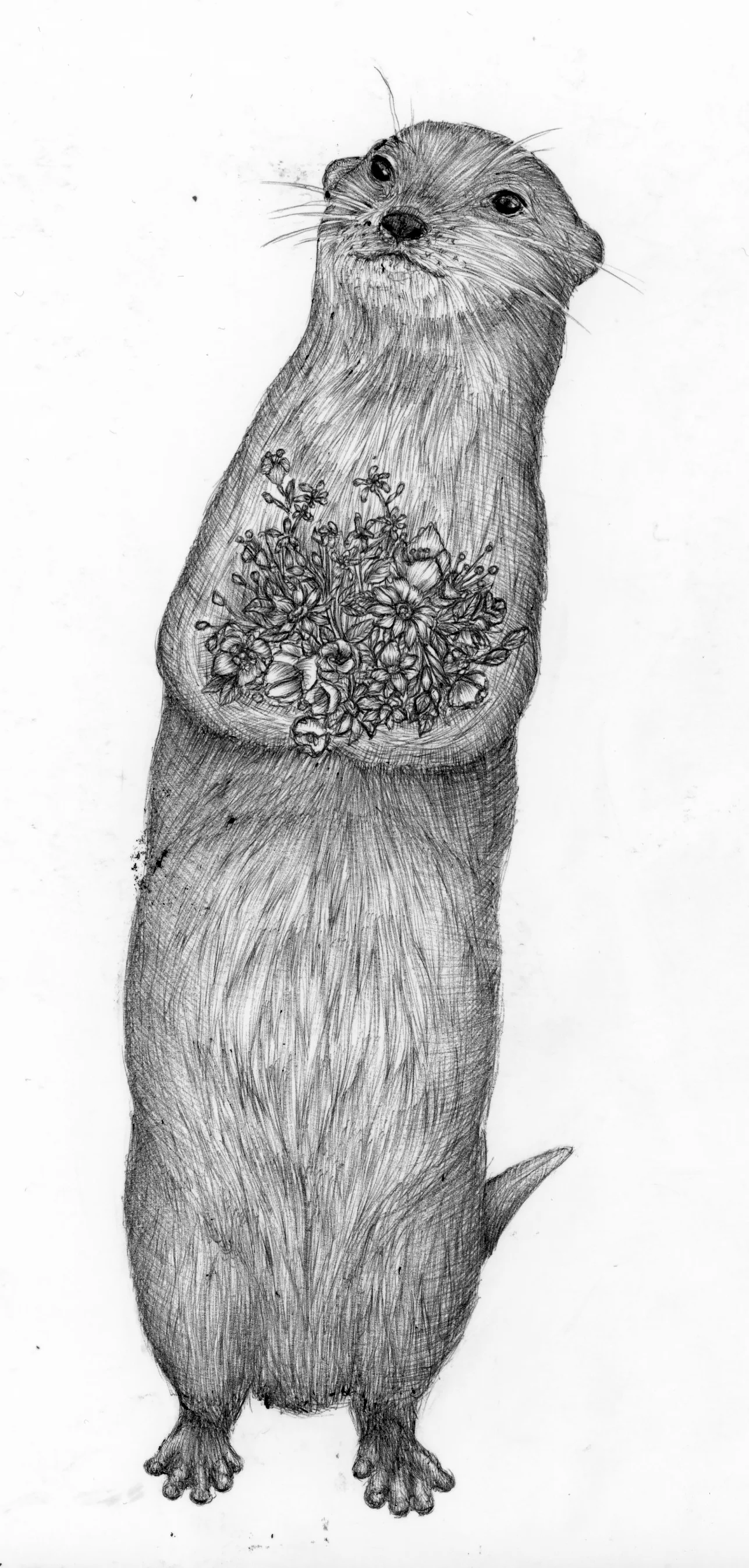 otter.jpg