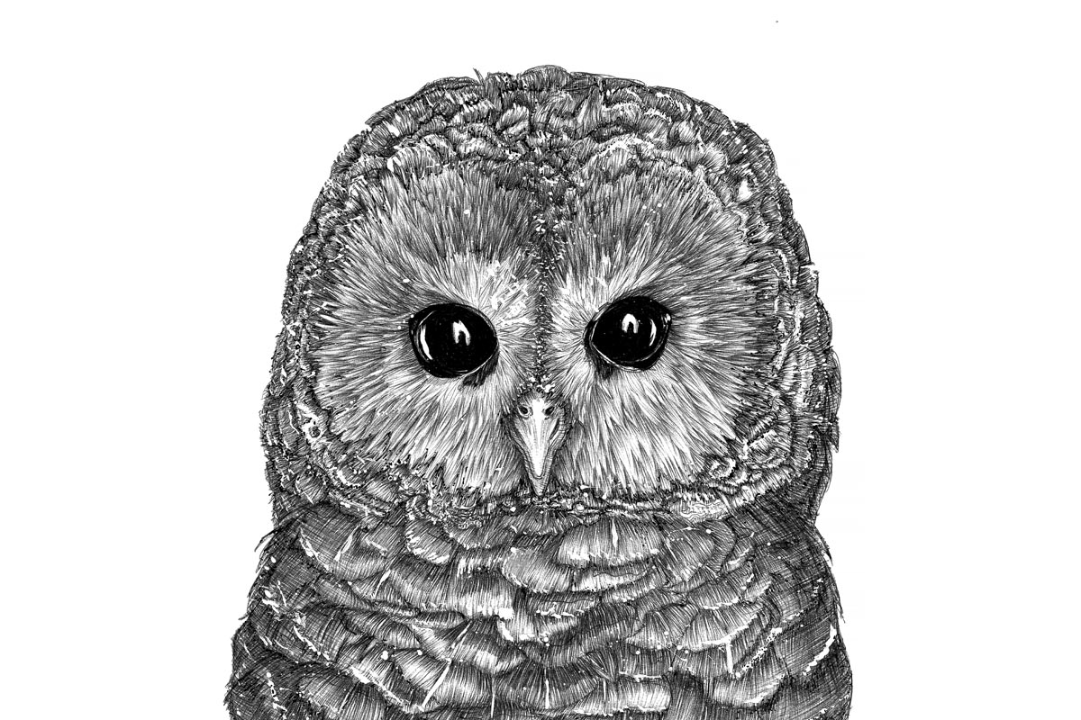 ECMazur Tiny Owl Original.jpg