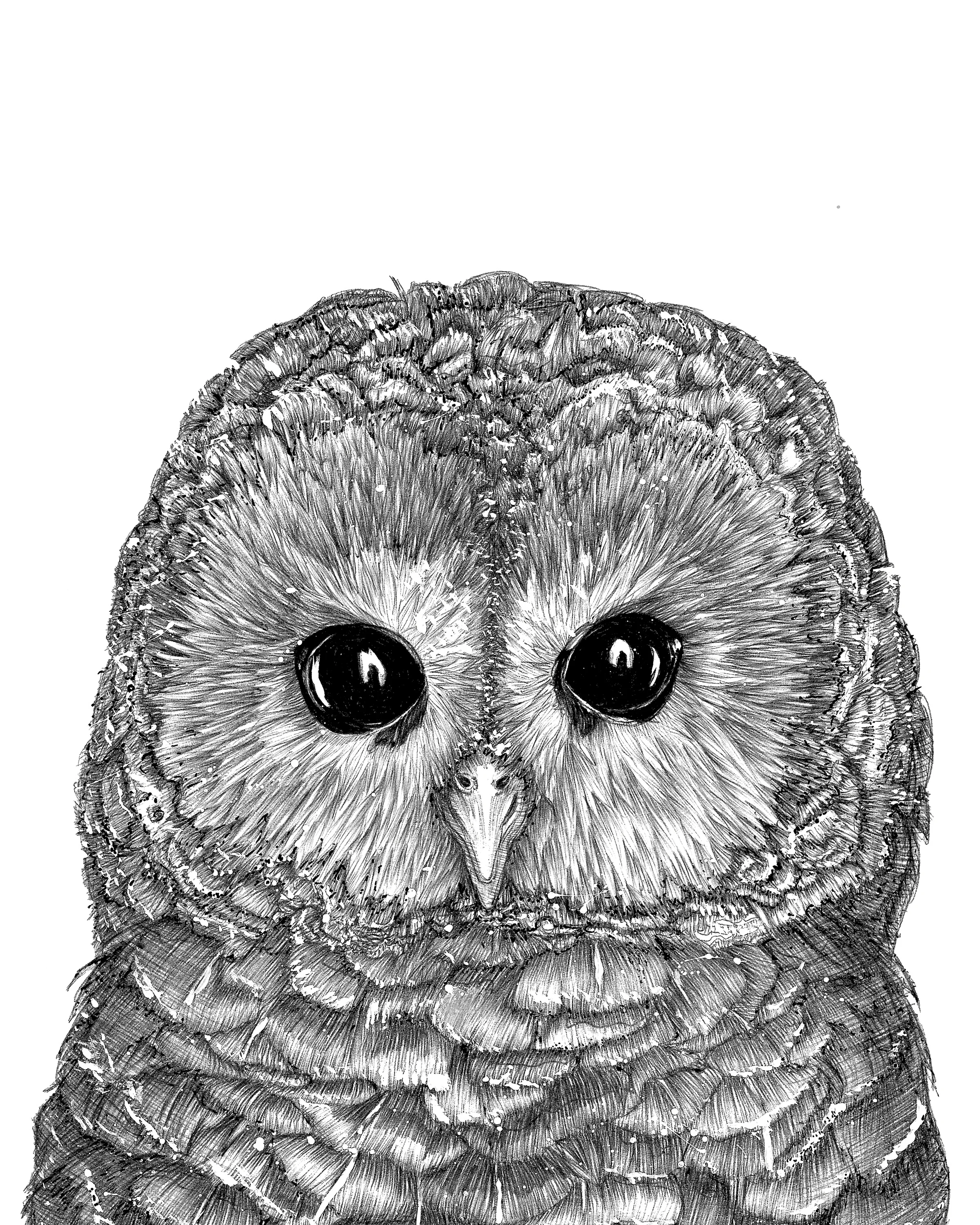 Tiny Owl PRINT.jpg