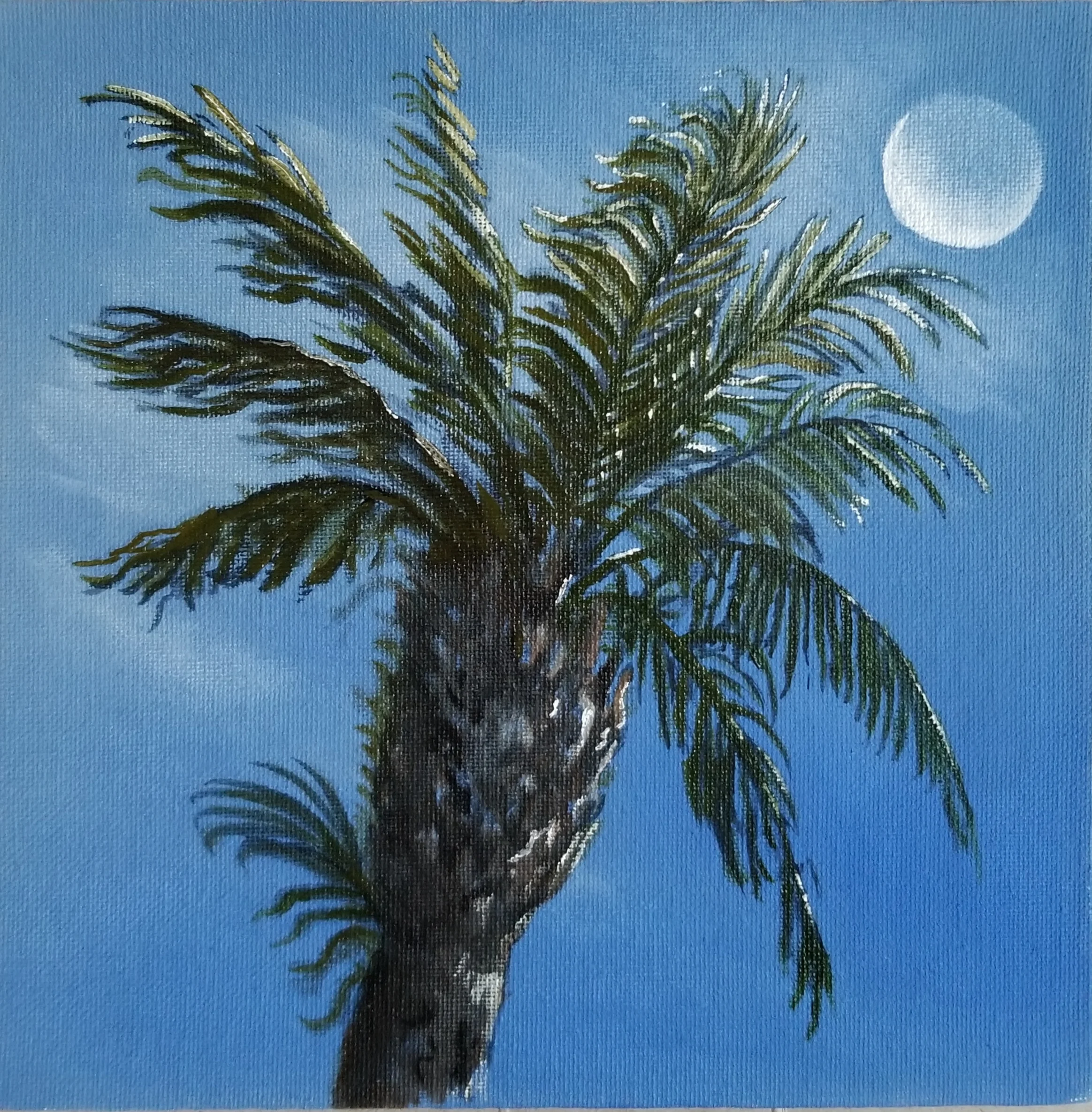 California Palm Tree & The Waning Moon
