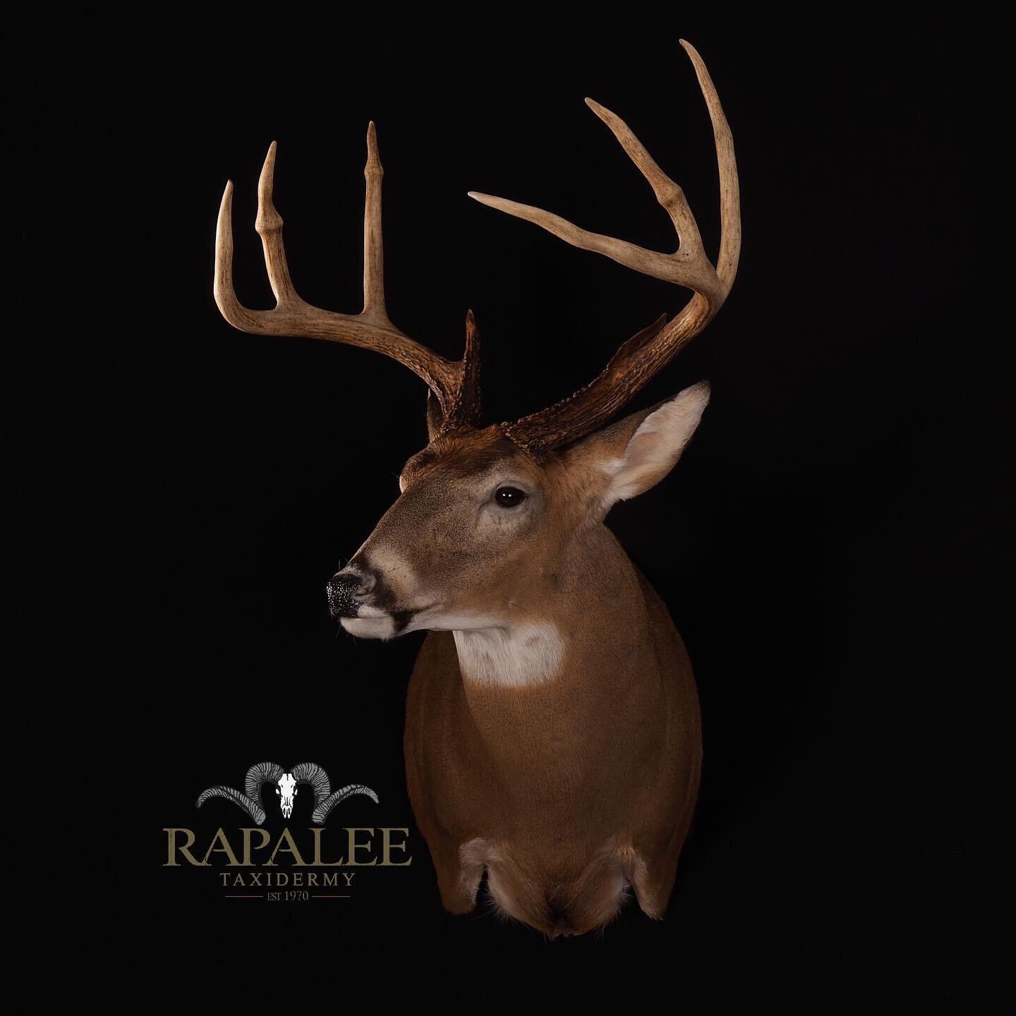 Another cool deer with unique antlers. Notice the &ldquo;acorn tips&rdquo; as they are sometimes called. The bulbous growth is oftentimes caused from an injury while in velvet stage. #rapaleetaxidermy #worldclasstaxidermy #virginiataxidermy #virginia