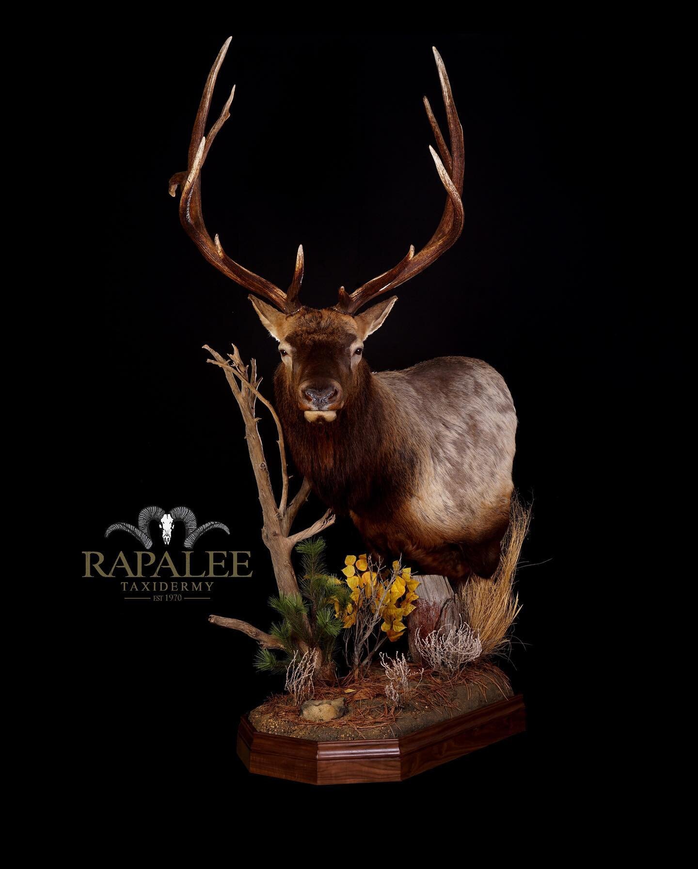 Arizona archery bull on a low floor pedestal. If your elk has tall tines but you have low ceilings this option may be the perfect choice. Congratulations again to all of our clients that harvested elk this season! We appreciate your business!  #rapal