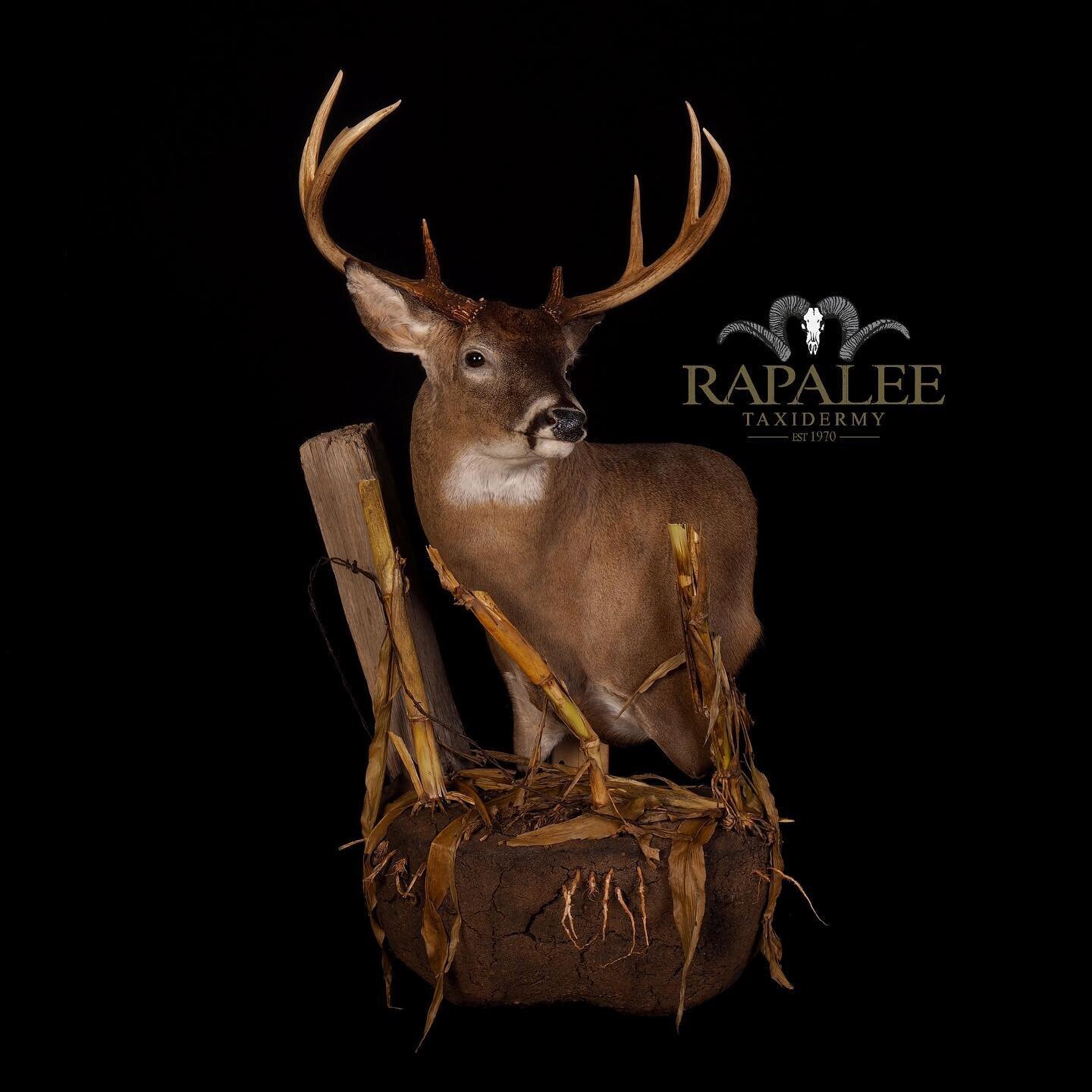 We will be featuring a few deer mounts over the next few weeks now that deer season is in full swing and big bucks are coming in daily. We wish everyone headed to the deer woods this season a safe and successful hunt. Todays deer is shown as a left t