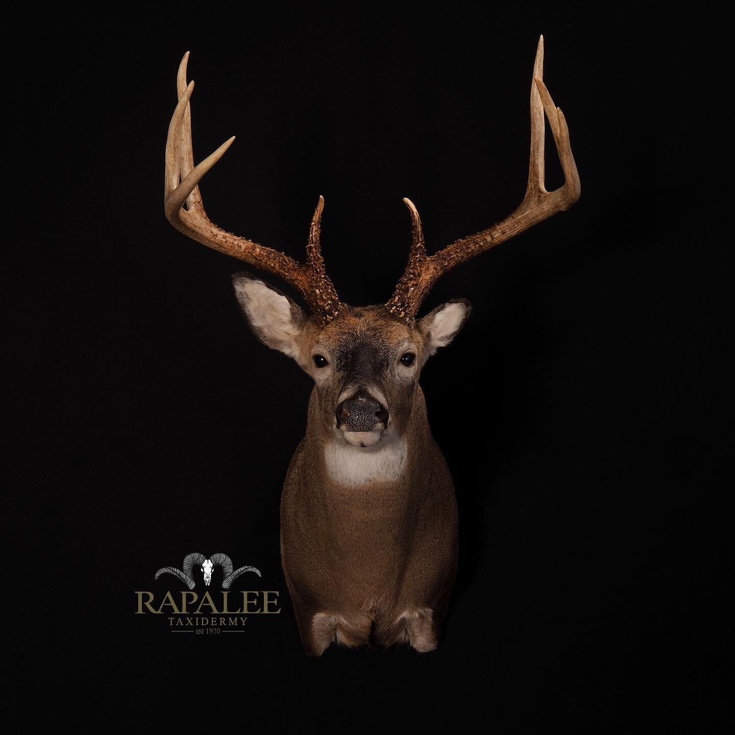 Do you notice anything unusual about this deer? Yes, his ears naturally grew that way. His left ear is about the size of a fawns ear and his right ear is normal size. This mount is shown in a straight semi-sneak pose. #rapaleetaxidermy #virginiataxid