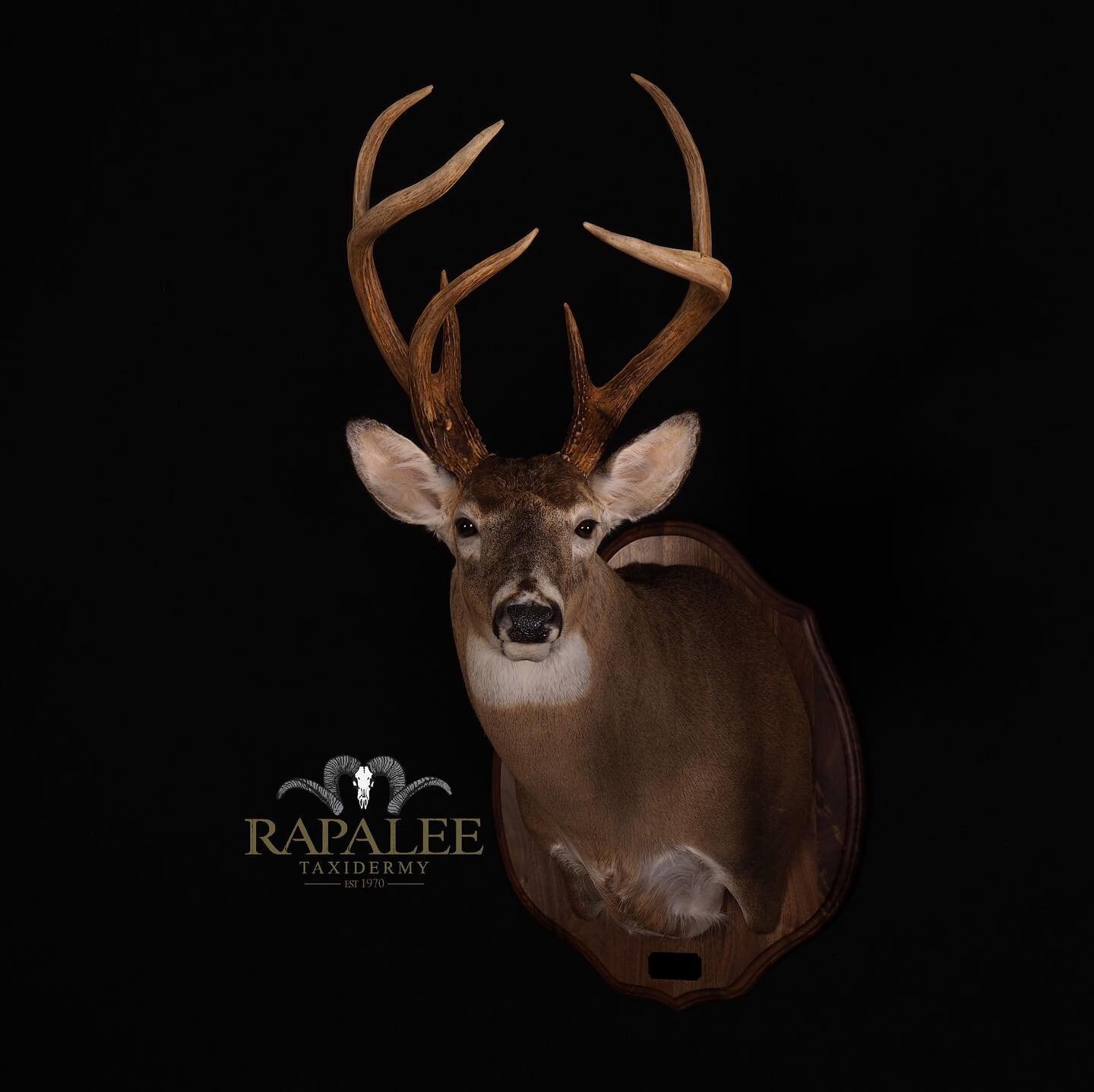This beautiful buck is shown in a left turn semi sneak pose with a classic walnut panel. #rapaleetaxidermy #virginiataxidermy #virginiataxidermist #worldclasstaxidermy #deerhunting #virginiadeerhunting #deerhunt #huntdeer #huntvirginia