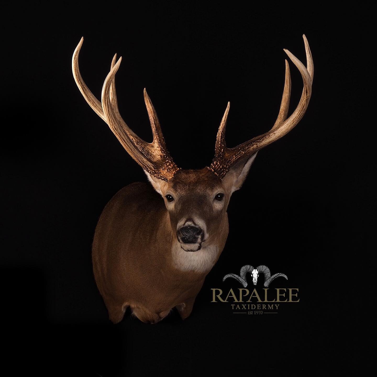 This buck is shown in a right turn full sneak to show off the awesome point protruding from its base on the right beam. #rapaleetaxidermy #virginiataxidermy #virginiataxidermist #worldclasstaxidermy #deerhunting #virginiadeerhunting #deerhunt #huntde