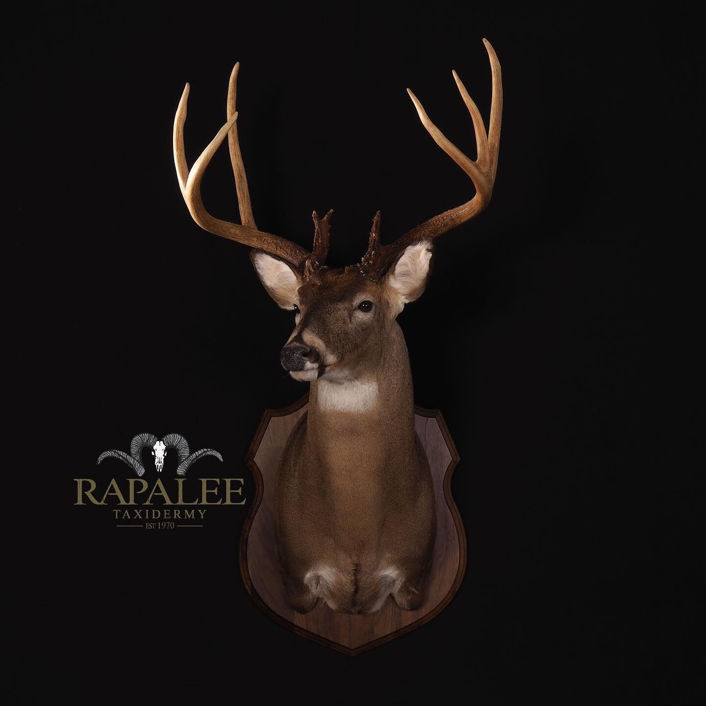 Todays featured buck is this long tined giant shown as a right turn upright with ears forward and alert. This is a classic pose that really shows the majestic look of a mature whitetail buck. #rapaleetaxidermy #virginiataxidermy #virginiataxidermist 