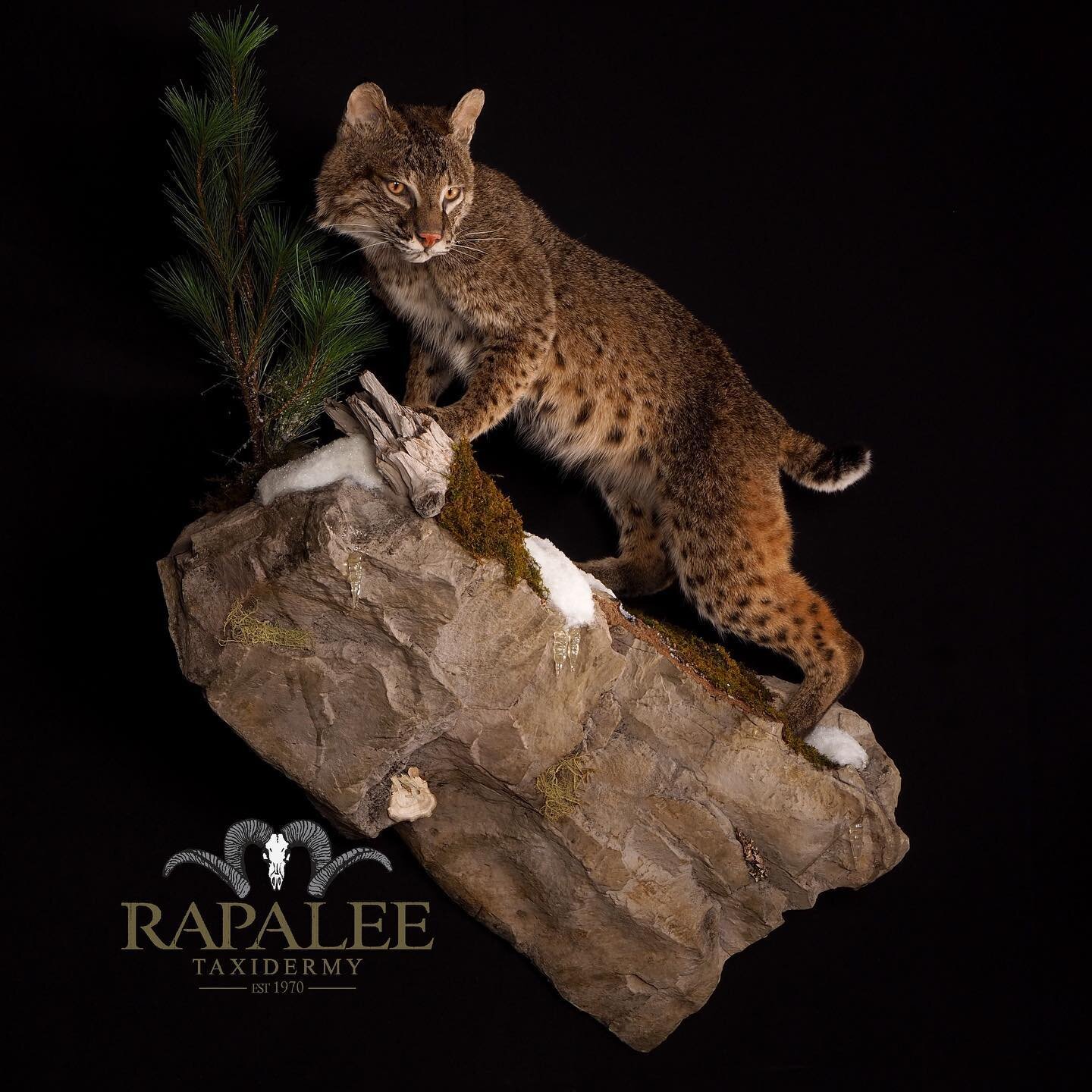 This bobcat is positioned in a front elevated pose on one of our custom rock habitats. *bobcat fun fact* they stalk their prey with unparalleled patience, and often travel up to 7 miles in an evening while hunting and patrolling their territory. Let 