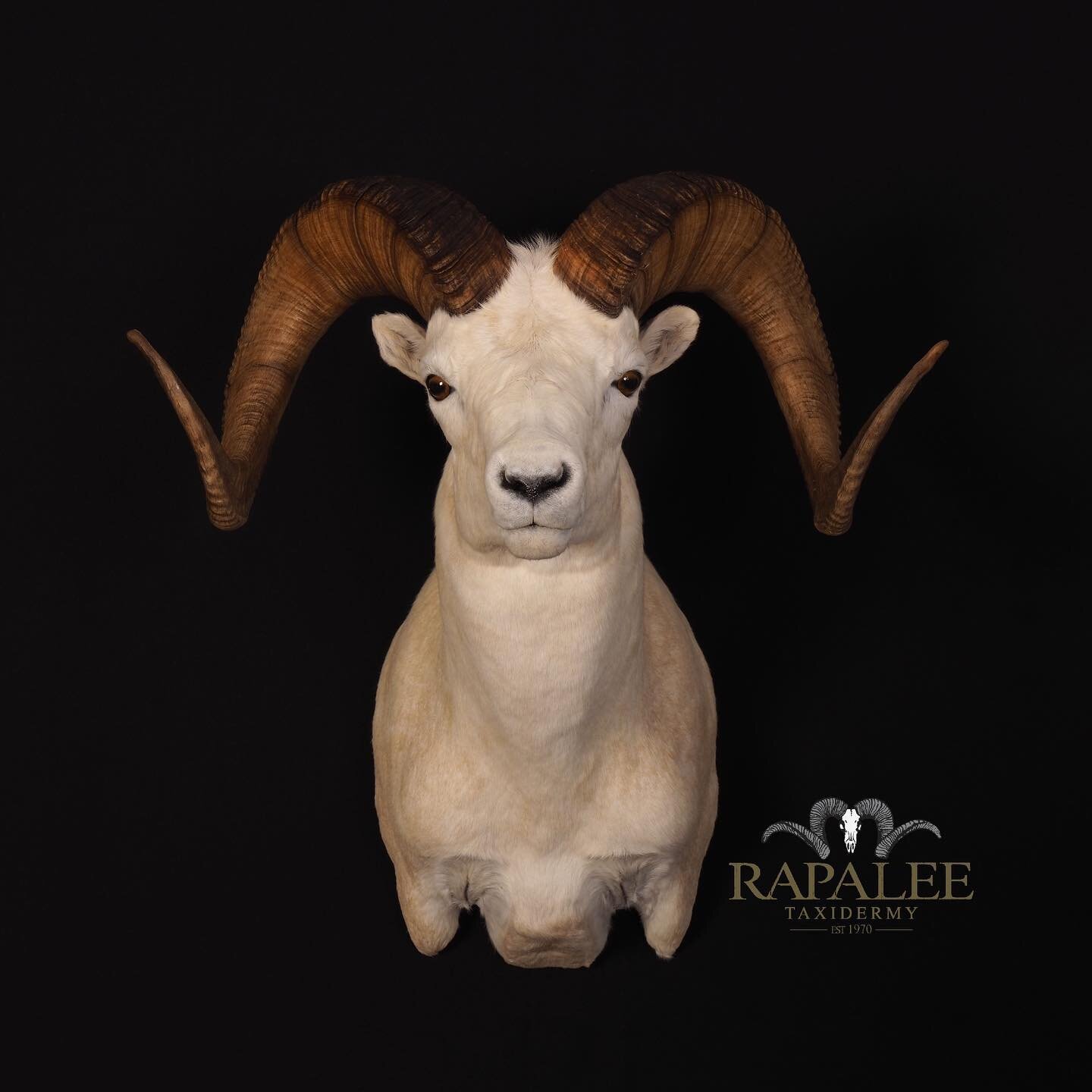 Todays featured mount is this remarkable Dall sheep. If you know about sheep and sheep hunting you know how nice this ram is! Fridays Fun Fact is.. The species is named after American naturalist William Healy Dall. Others named after him include seve