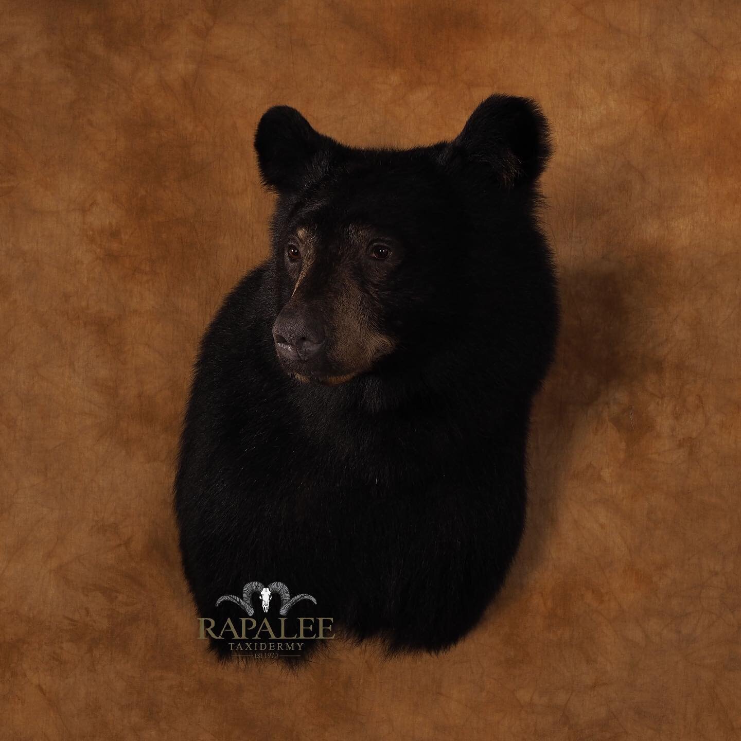 It must be a good bear season so far. Bear have been rolling into our studio at a steady pace. This bear is shown as a right turn shoulder mount. #rapaleetaxidermy #virginiataxidermy #virginiataxidermist #worldclasstaxidermy #premiertaxidermy #huntvi