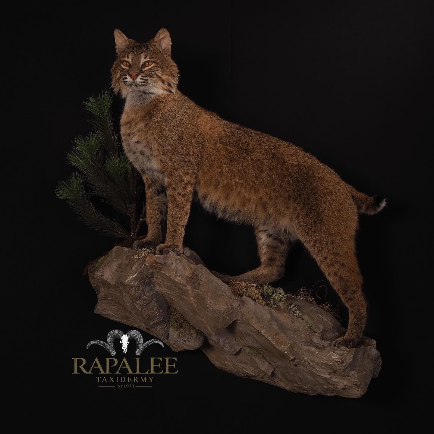 This big male bobcat was harvested in the mountains of western Virginia. We duplicated the habitat with a custom rock and positioned him in an elevated front pose left turn. If you are lucky enough to harvest a bobcat this season give us a call. We h
