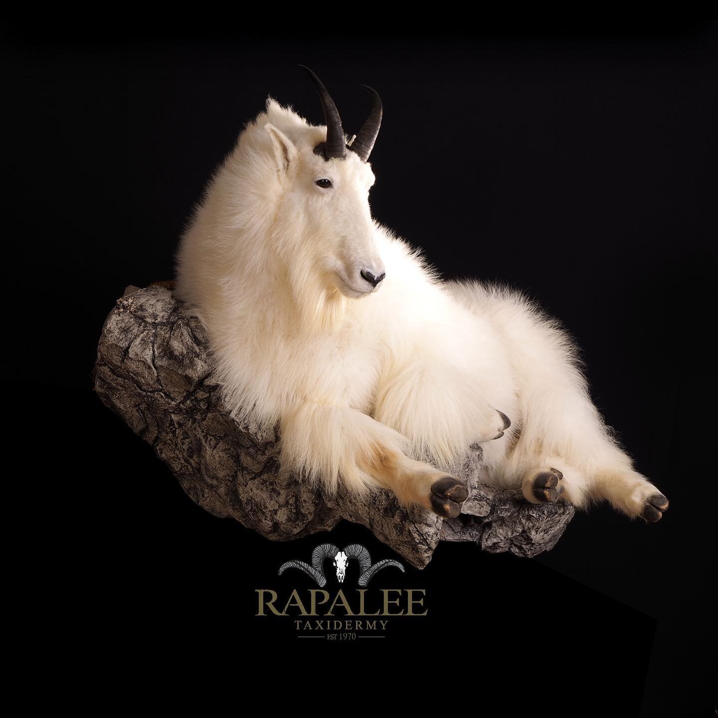 Friday fun facts&mdash; The mountain goat is the only living species in the genus Oreamnos.  Also according to Wikipedia their coats help them withstand temperatures as low as -51 degrees Fahrenheit and winds up to 99 mph. #rapaleetaxidermy #worldcla