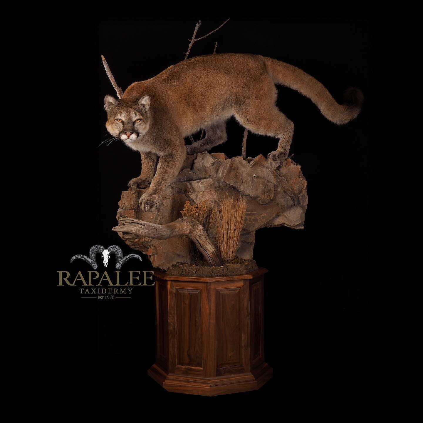 Friday Fun Fact - Did you know that the cougar holds the Guinness record for the animal with the greatest number of names? They have over 40 names in the English language alone. #rapaleetaxidermy #worldclasstaxidermy #virginiataxidermy #virginiataxid
