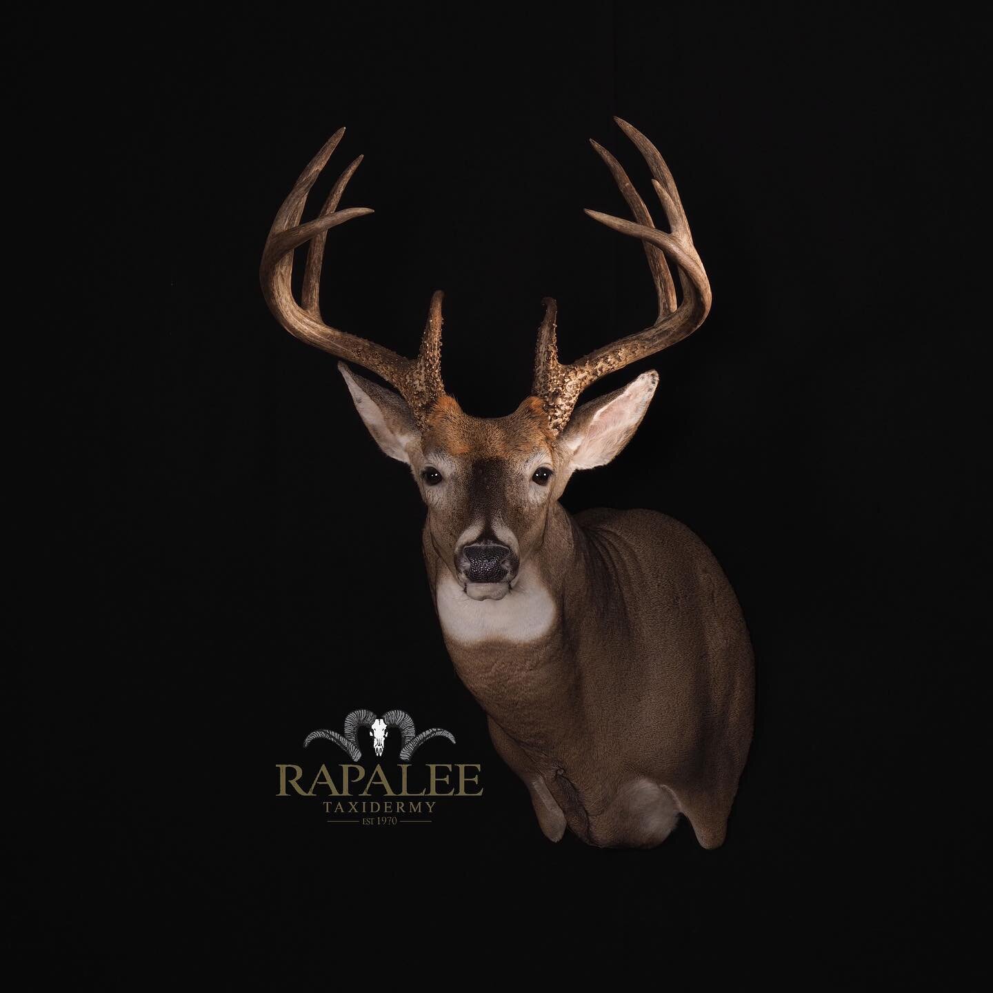 This super nice North Dakota archery buck is shown in a left turn semi sneak pose. We chose an ear position of one forward and one back to show off his heavy bases. #rapaleetaxidermy #virginiataxidermy #virginiataxidermist #worldclasstaxidermy #deerh