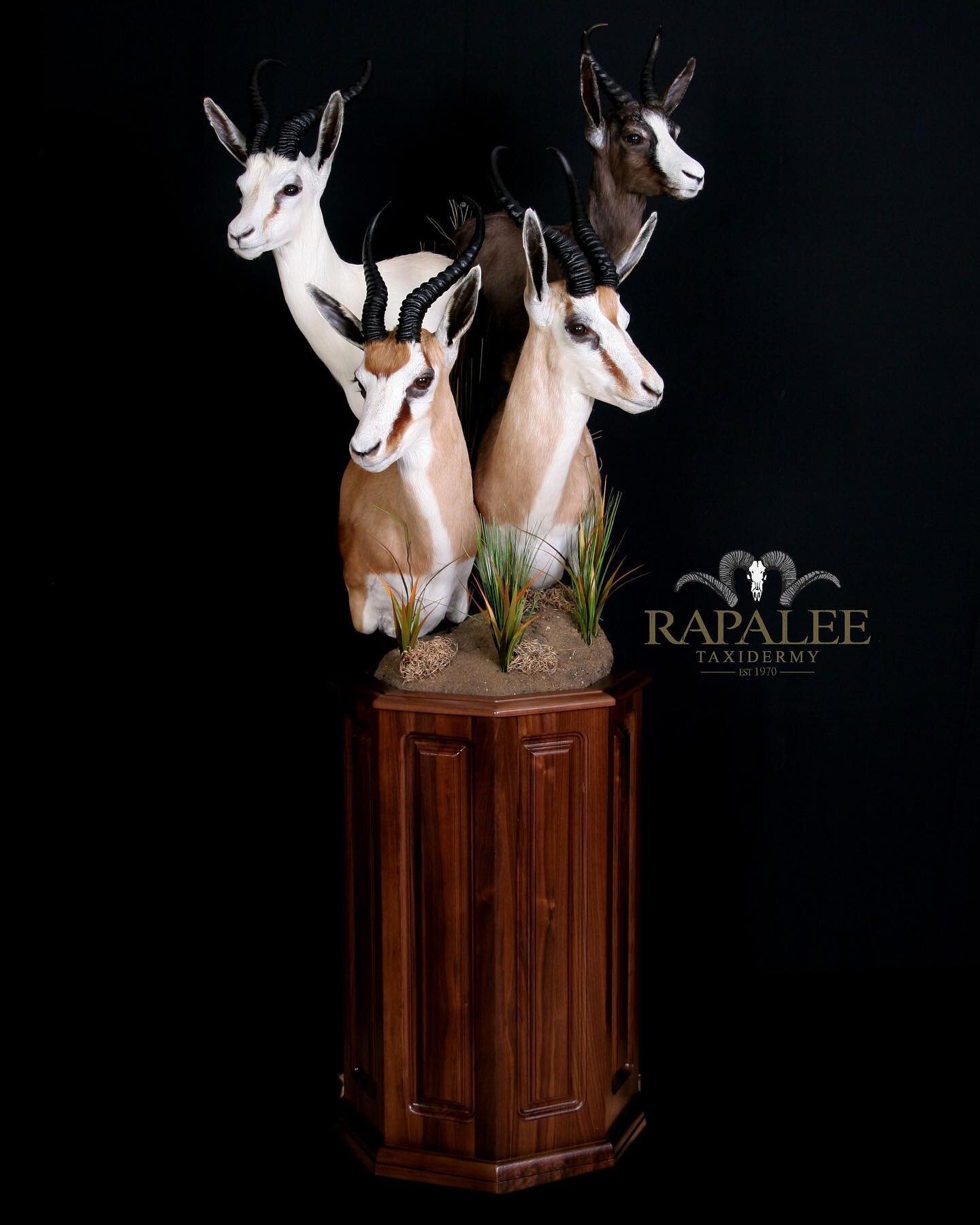 A classic walnut pedestal is a great way to save space and show off the beauty of the four color phases of springbok. Common, Copper, Black and White. #rapaleetaxidermy #worldclasstaxidermy #virginiataxidermy #virginiataxidermist #pedestalmount #afri