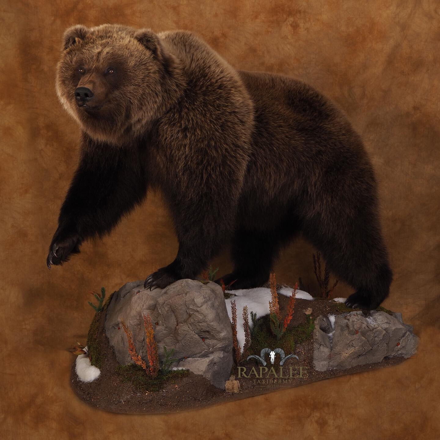We took a 7 week break from Instagram and have lots of photos to share in the future. Here is a Brown Bear to start the show. #rapaleetaxidermy #worldclasstaxidermy #virginiataxidermy #virginiataxidermist #alaskahunting #beartaxidermy