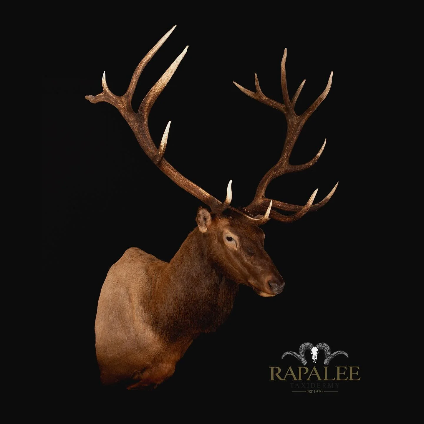 This bull elk is mounted on a right turn semi-upright form to highlight his impressive antlers. #rapaleetaxidermy #worldclasstaxidermy #huntelk #elkhunt #elkhunting #bigbullelk #elkaddicts #elkaddict