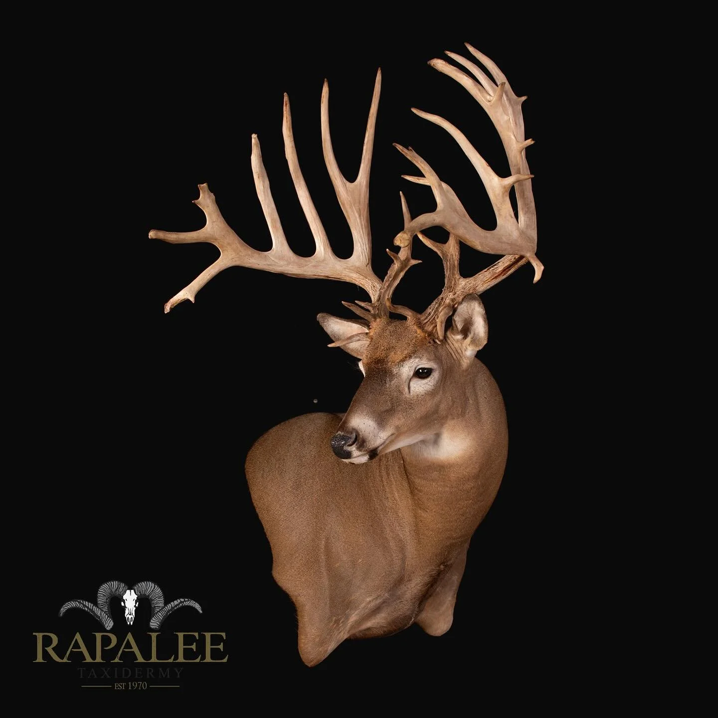 If massive whitetail antlers are your thing, you'll love this one! Displayed in a right-turn wall pedestal pose. #rapaleetaxidermy #worldclasstaxidermy #premiertaxidermy #taxidermyexcellence #customtaxidermy #customwhitetailtaxidermy #hunt #deerhunte