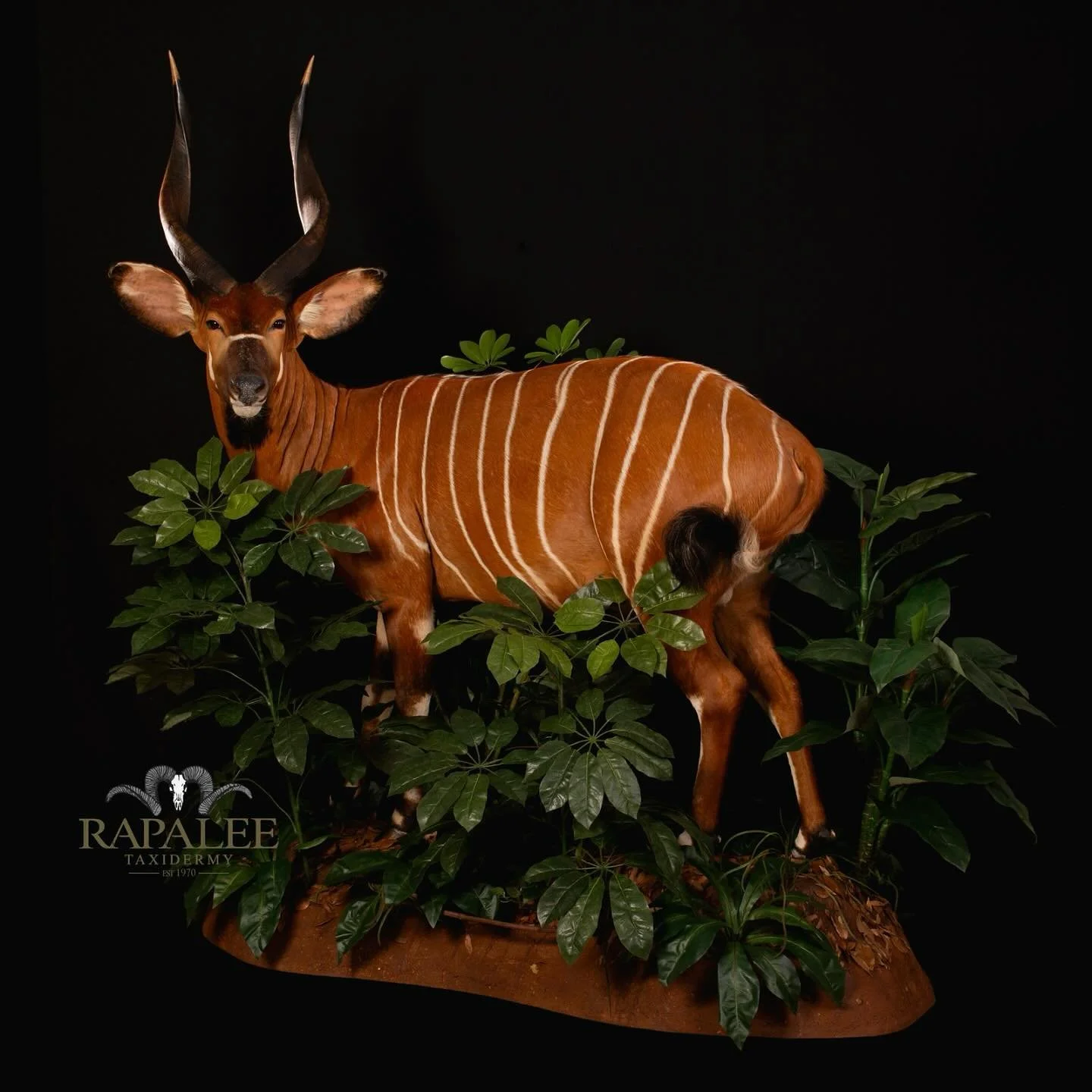 2025 marks our 55th year in business. During this time many cool animals have come through our doors. Here is one of the more colorful species . This Bongo is shown with a sharp left turn and jungle habitat. Always a fun animal to work on. #rapaleet